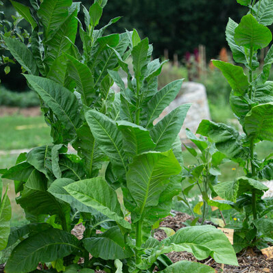 Tobacco Tekne Suitsutubakas, Венгерский табак Текне